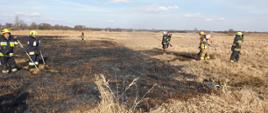 Ośmiu strażaków po ugaszonym pożarze trawy. Wypalona przestrzeń trawy. Jeden ze strażaków przelewa pogorzelisko. 