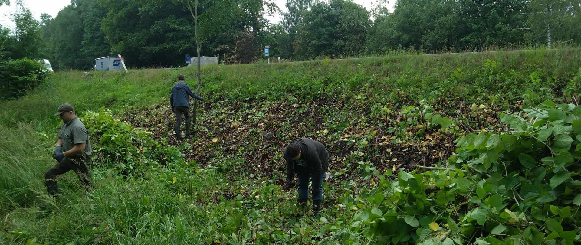 Trzy osoby pracujące przy roślinach w tle poruszające się samochody