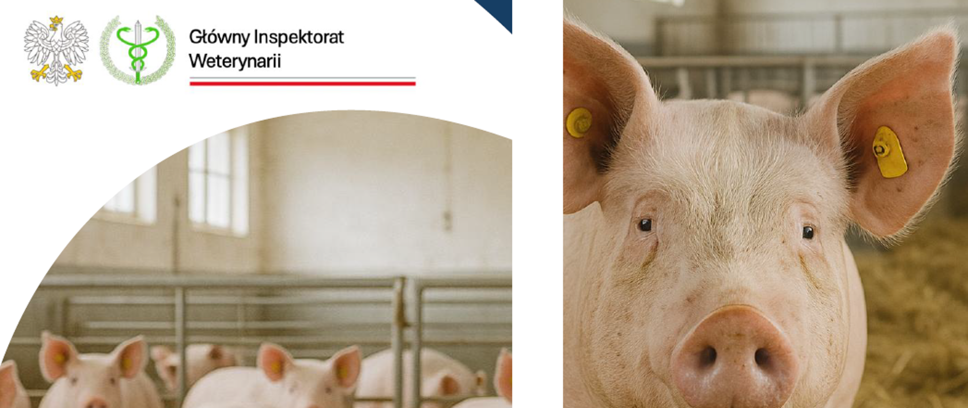 Zdjęcie przedstawia widok chlewni oraz świń i logotyp Głównego Inspektoratu Weterynarii