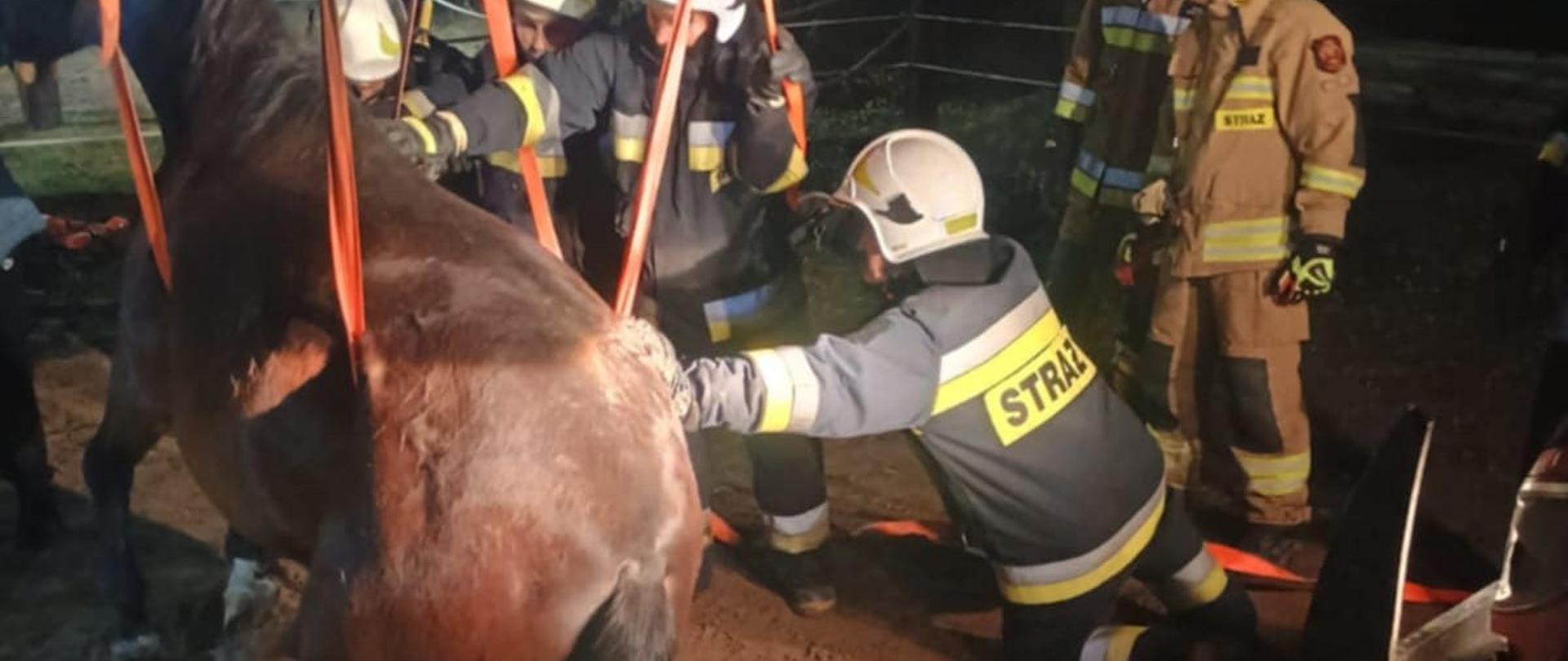 Zdjęcie przedstawia klacz podnoszoną z ziemi na pasach transportowych przez strażaków.