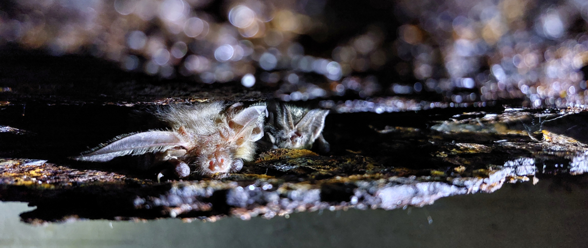 Dwa nietoperze zimujące zimujące w kolektorze burzowym.