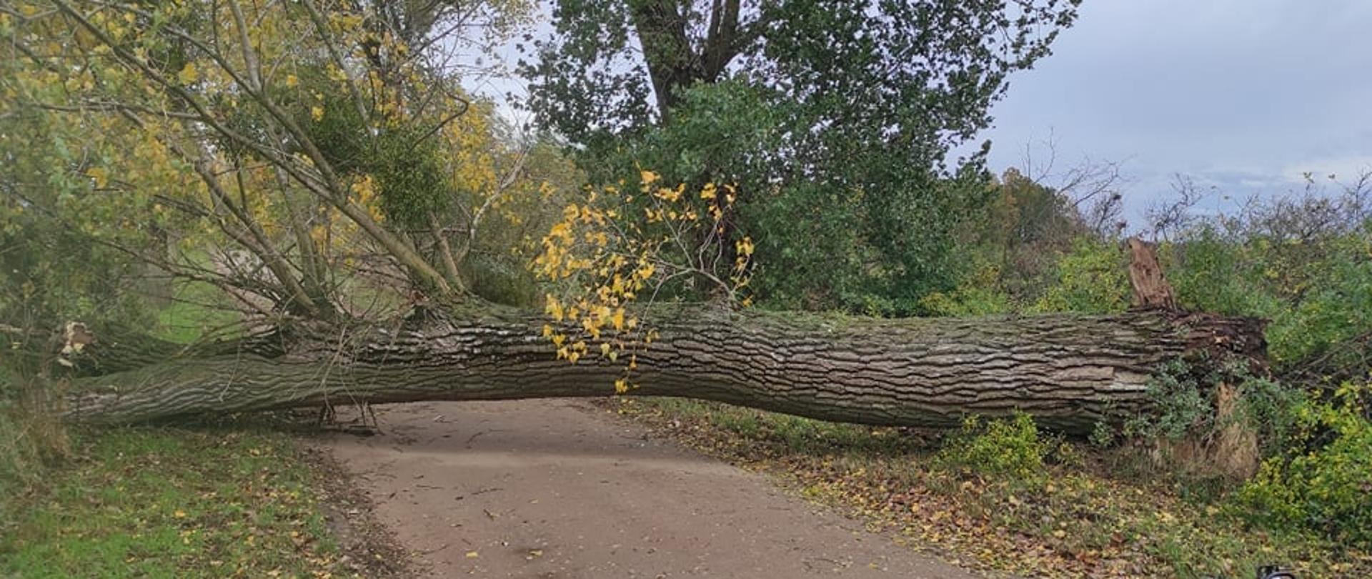 Przewrócone drzewo na drogę podczas silnych wiatrów. 