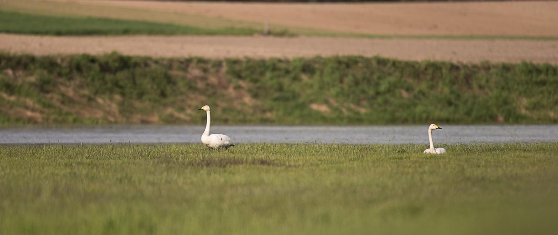 Dwa ptaki gatunku łabędź krzykliwy w niskiej zielonej roślinności trawiastej, jeden stojący, drugi siedzący. Za nimi szary, wąski pas drogi w układzie poziomym, dalej pas nieużytków z niską roślinnością trawiastą, jasnobeżowe pola poprzecinane terenami zielonymi. Na ostatnim planie fragment lasu z widocznymi pniami drzew, do wysokości koron.
