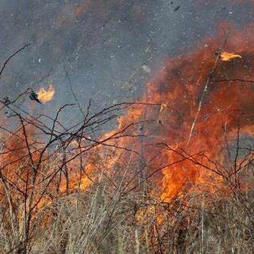 płonące trawy