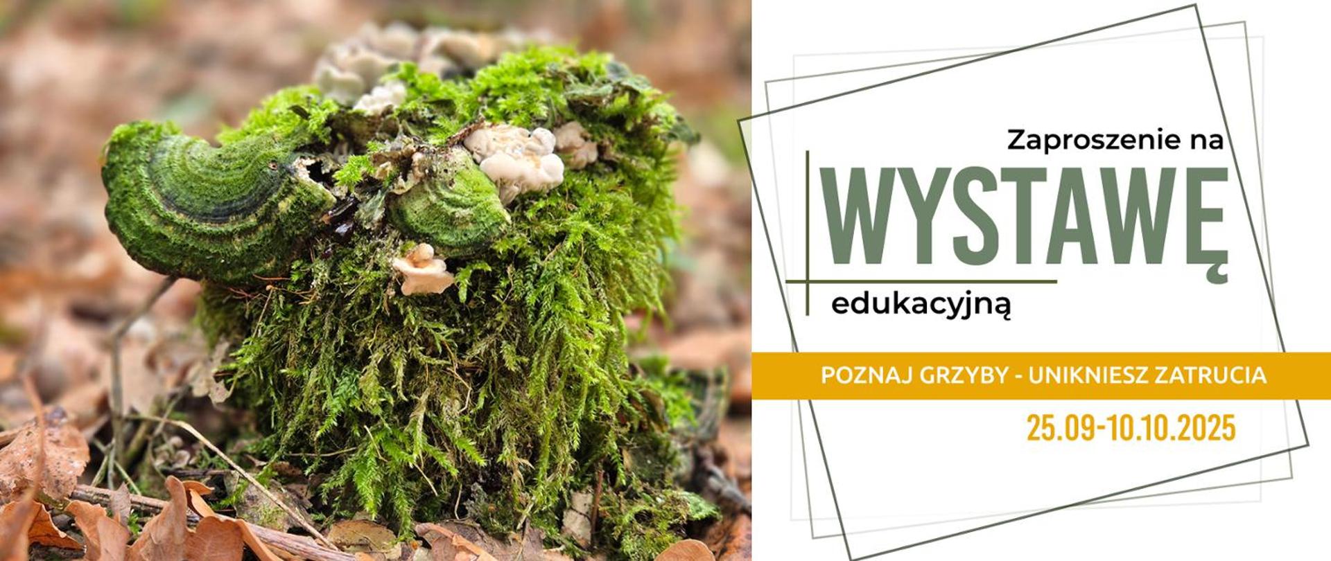 Zdjęcie przedstawia grzyby leśne oraz napisy: Zaproszenie na wystawę edukacyjną Poznaj Grzyby - Unikniesz zatrucia 25.09-1010.2025