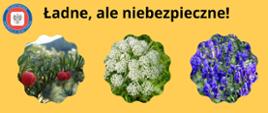 Grafika przedstawia 6 roślin toksycznych, niebezpiecznych dla człowieka