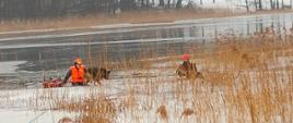 ratownicy na lodzie idą wydostać psy z załamanego pod nimi lodu