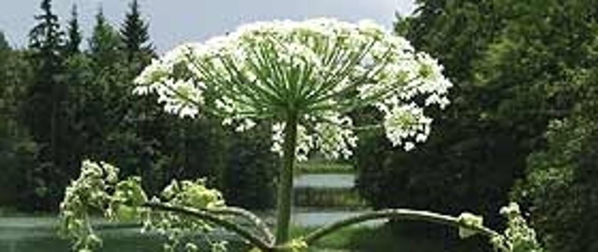 Barszcz sosnowskiego