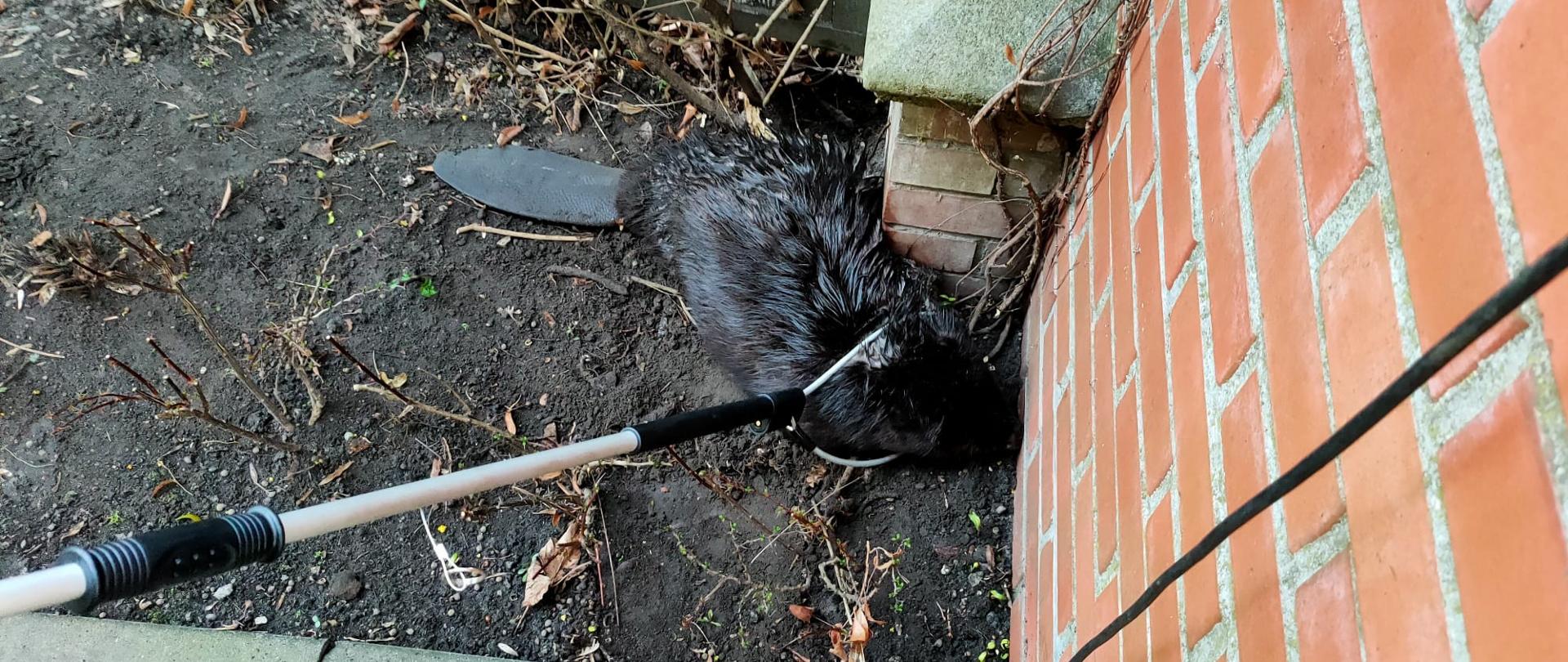 Bóbr przy ścianie budynku.