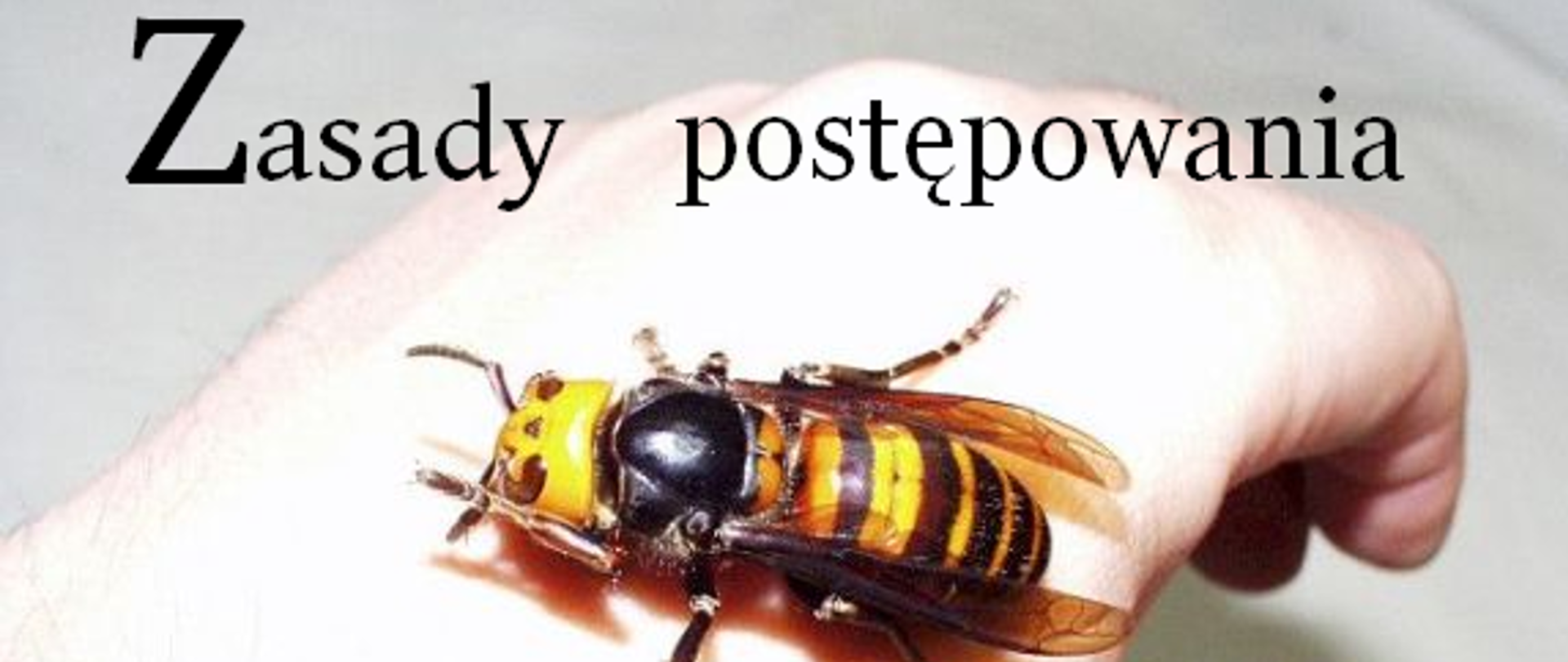 Zdjęcie przedstawia owada błonkoskrzydłego siedzącego na ręce ludzkiej.