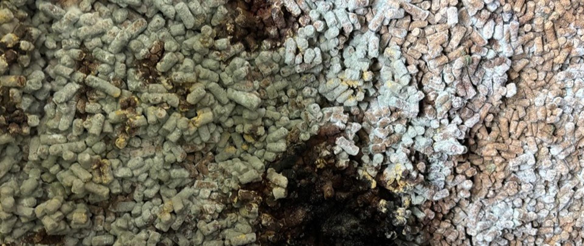 Śruta słonecznikowa z nalotem pleśni i przebarwieniami.