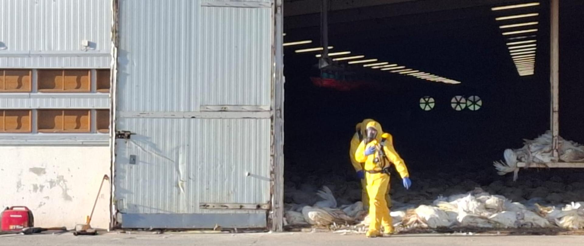 Ognisko ptasiej grypy