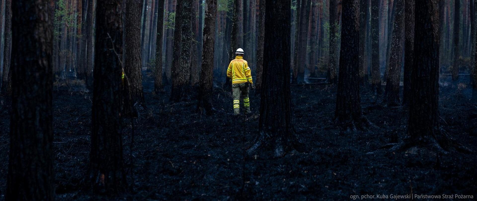 Bilans pożaru w Puszczy Solskiej – trwa szacowanie strat i planowanie odnowy lasu. Na środku zdjęcia stoi mężczyzna w żółtej kurtce. Otacza go ciemny las.
