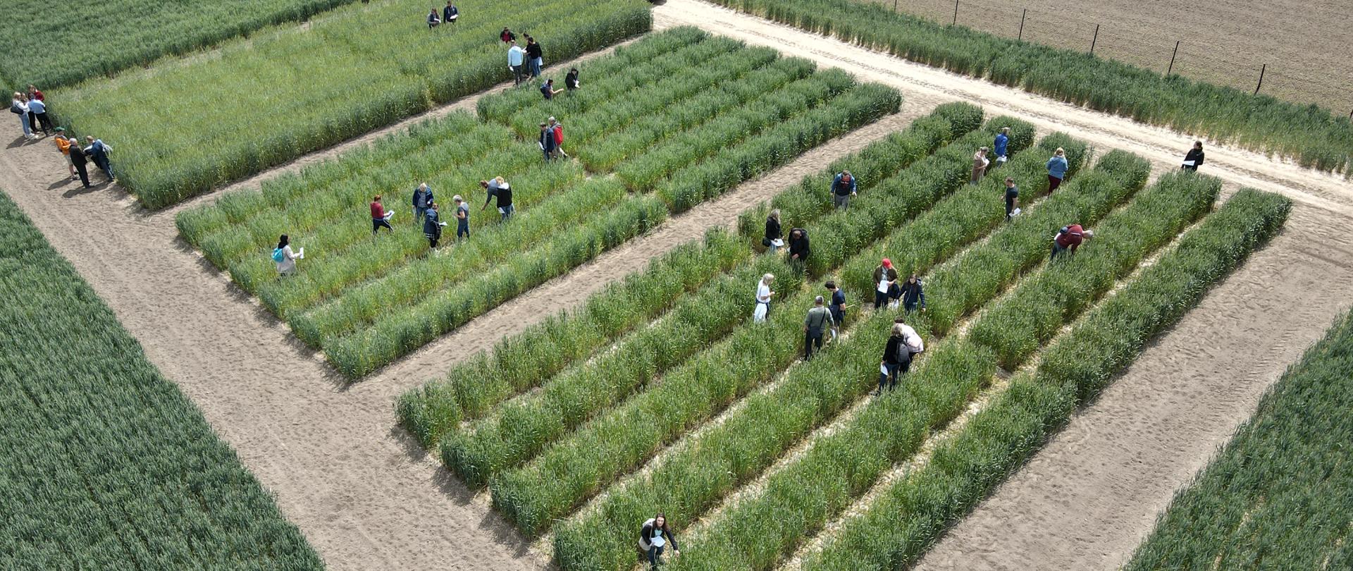 Grupa ludzi ogląda poletka zbóż