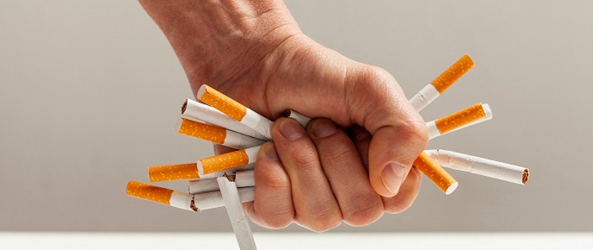 męska dłoń, która zaciskając się zgniata kilkanaście tradycyjnych papierosów. Obraz autorstwa Freepik