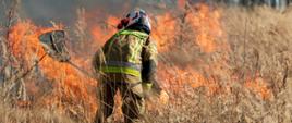 Strażak Państwowej Straży Pożarnej gasi pożar suchej trawy przy użyciu tłumicy, na pierwszym planie widoczne płomienie i wysoka sucha roślinność.