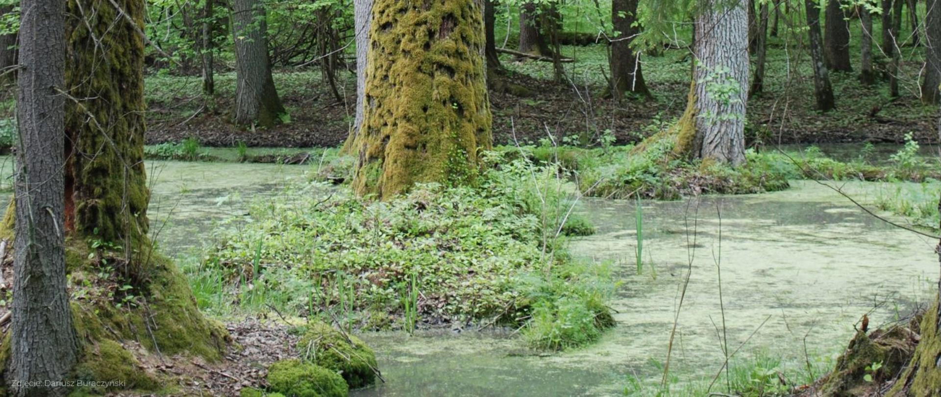 Na zdjęciu widać mokradła wraz z drzewami porośniętymi mchem.
