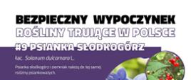 Infografika przedstawiająca zdjęcie roślinę trującą - psianka słodkogórz z opisem