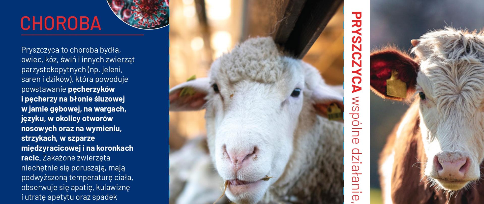 pryszczyca