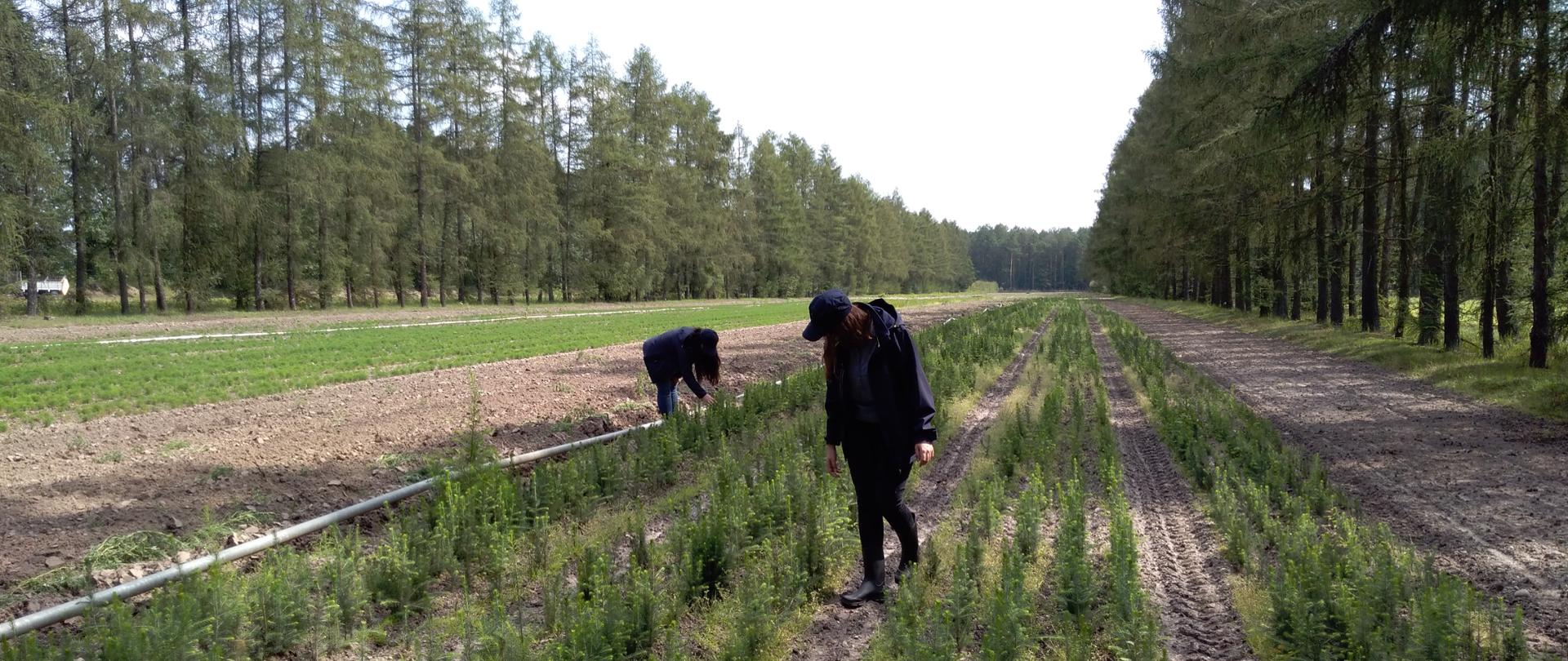 Inspektorzy WIORiN w Opolu podczas lustracji roślin rosnących w szkółce leśnej
