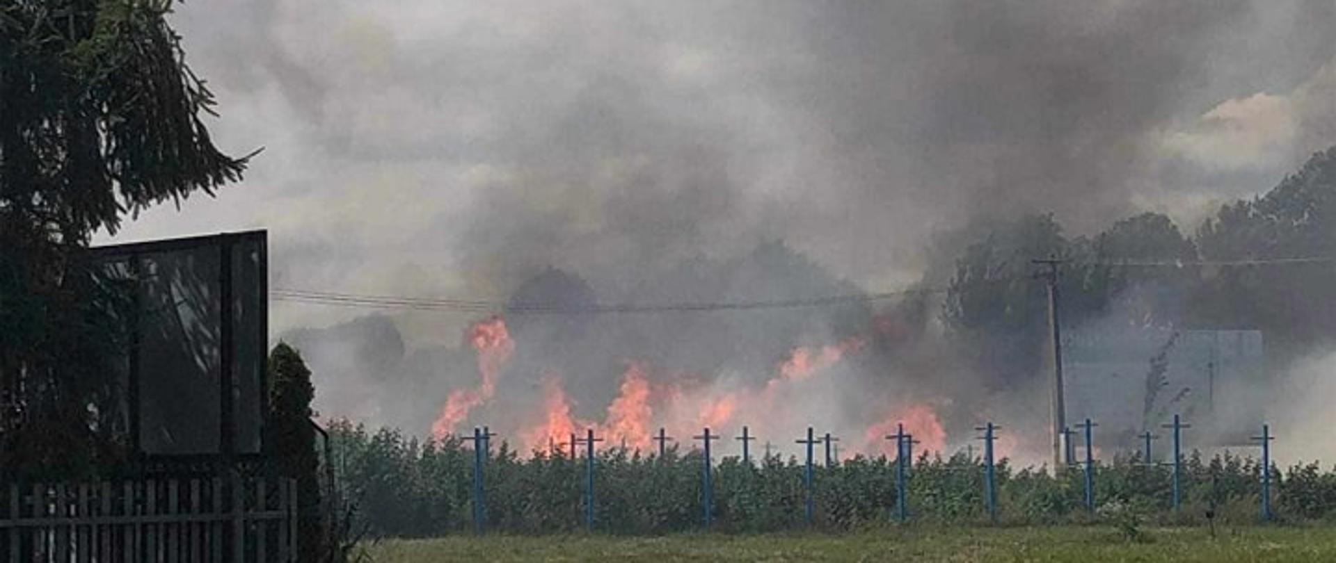 Pożar zboża, jest widoczny ogień