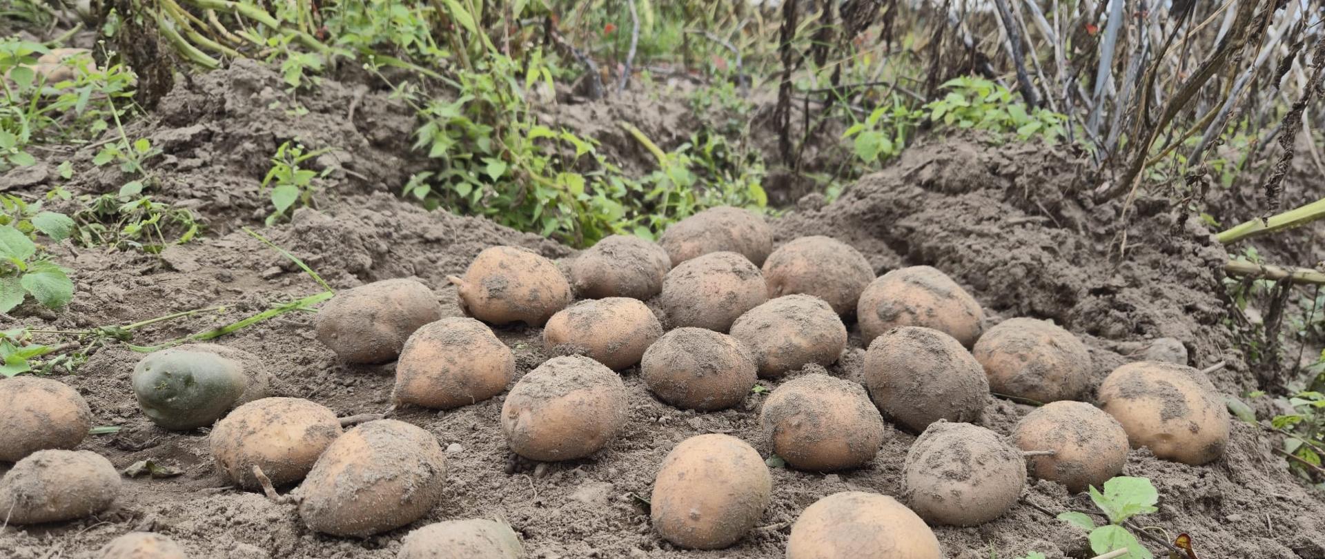 Leżące na polu, świeżo wykopane bulwy ziemniaków.