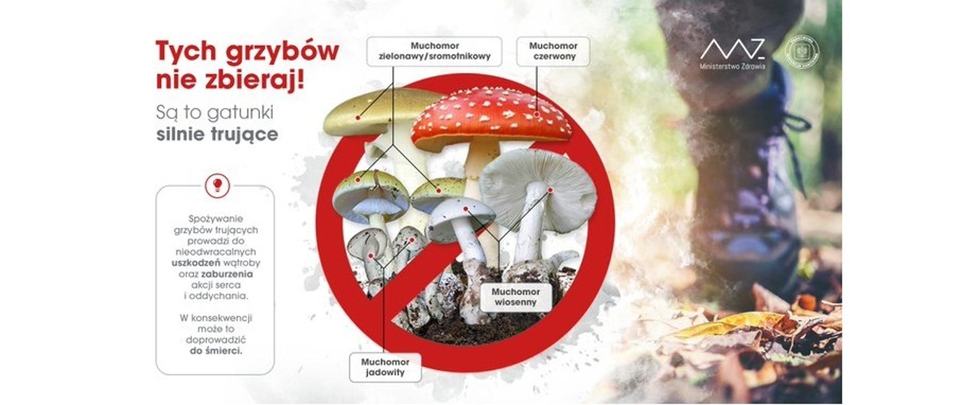 Tych grzybów nie zbieraj