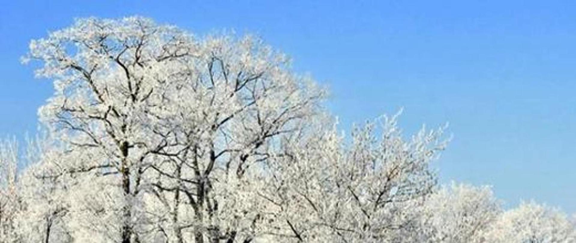 Zdjęcie przedstawia oszronione drzewa