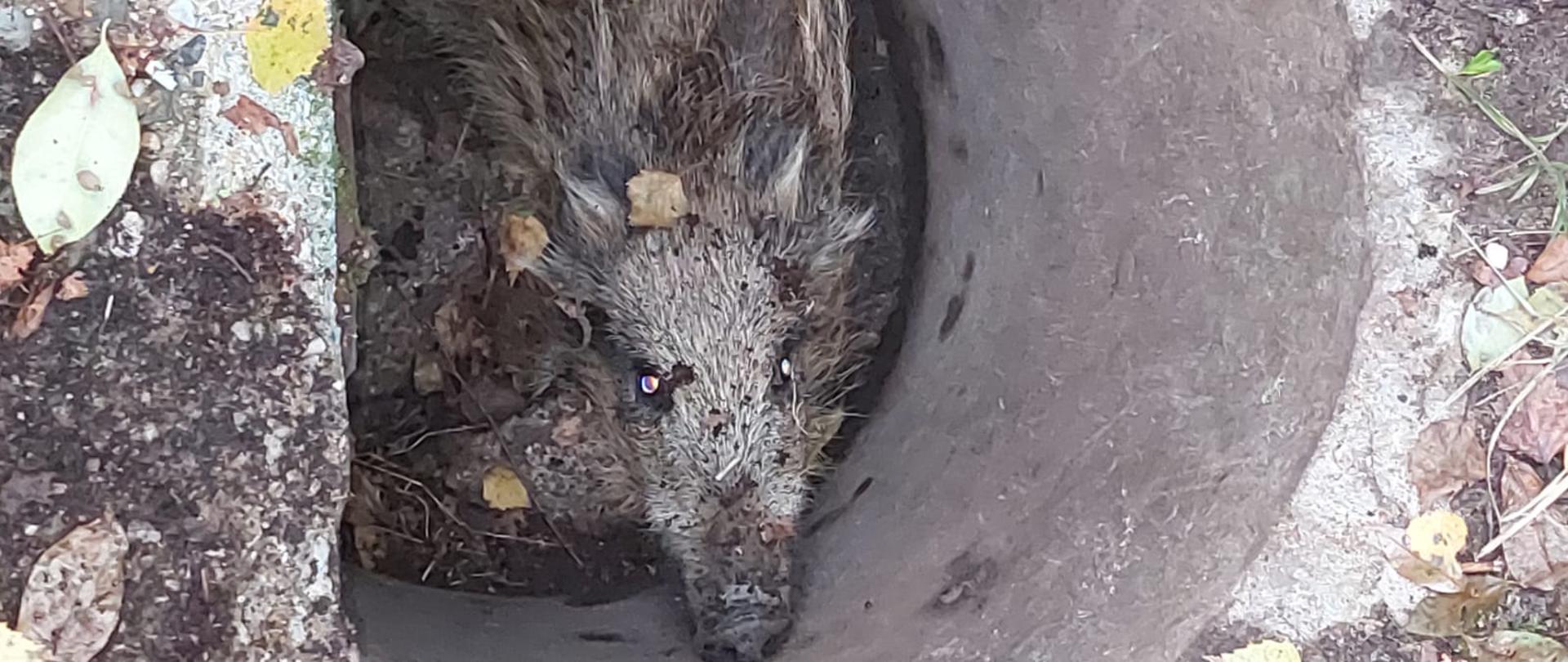 Uwięzione zwierzę w studzience kanalizacyjnej.