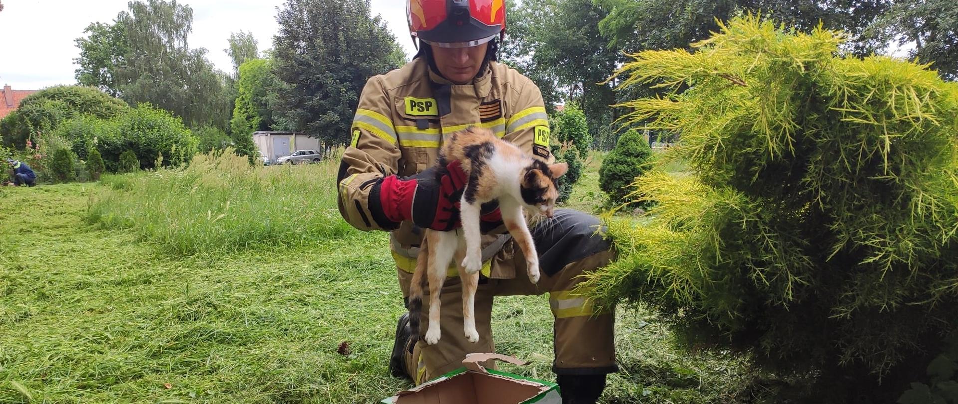 Strażak w mundurze i czerwonym hełmie wkłada kota do kartonowego pudełka. Zielona trawa.