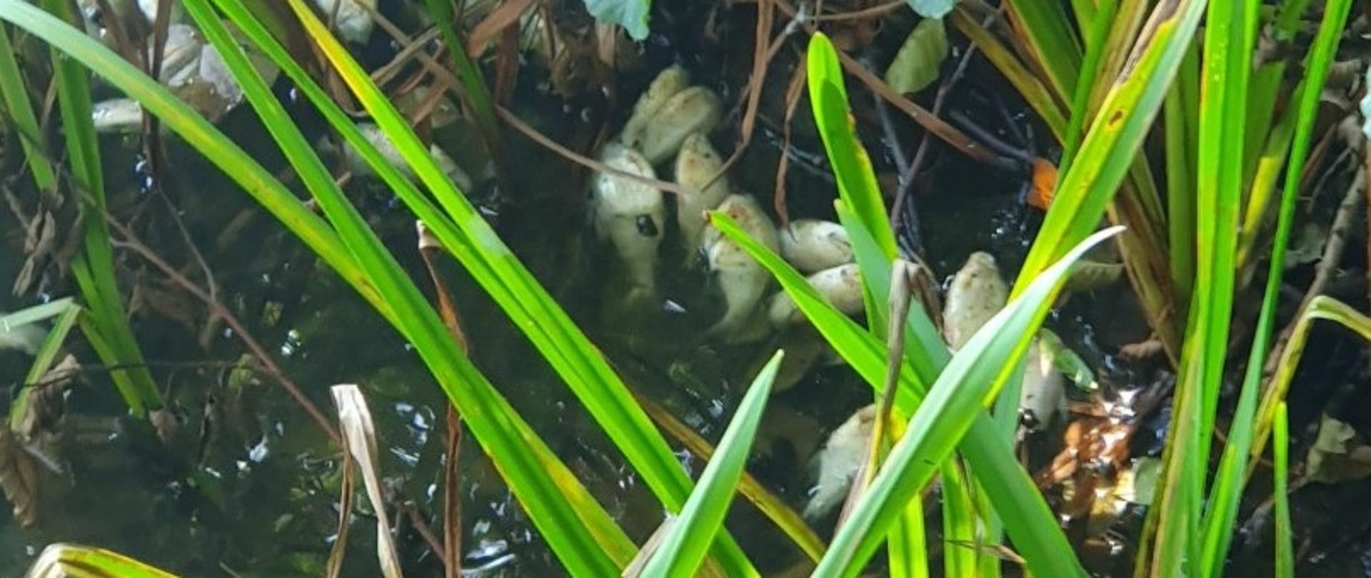 
Budzieszowskie nowe 2