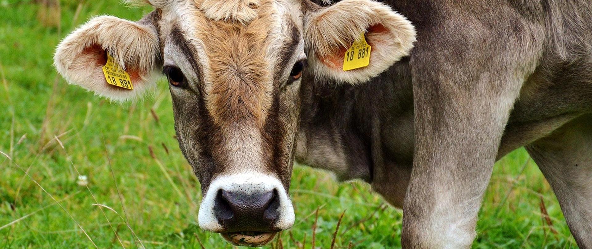 Zdjęcie krowy na pastwisku