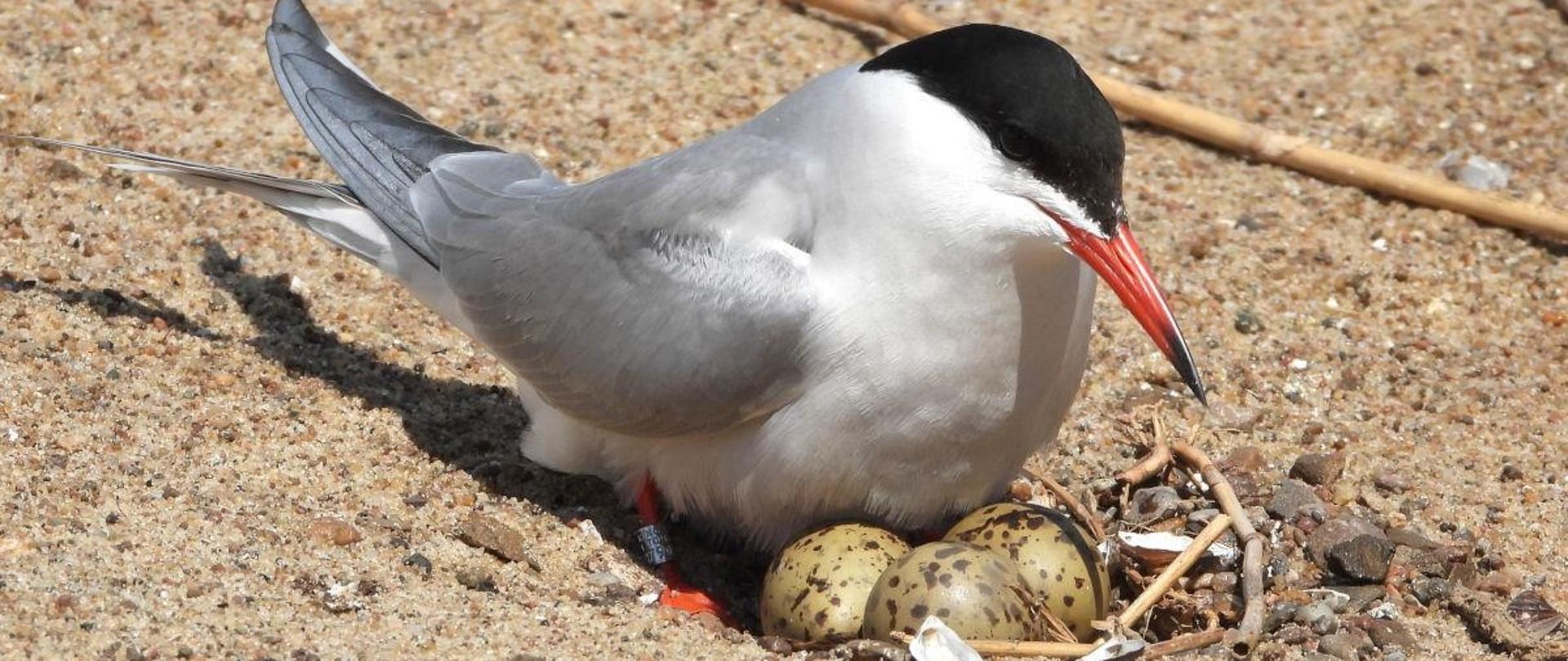 Rybitwa wysiaduje jajka