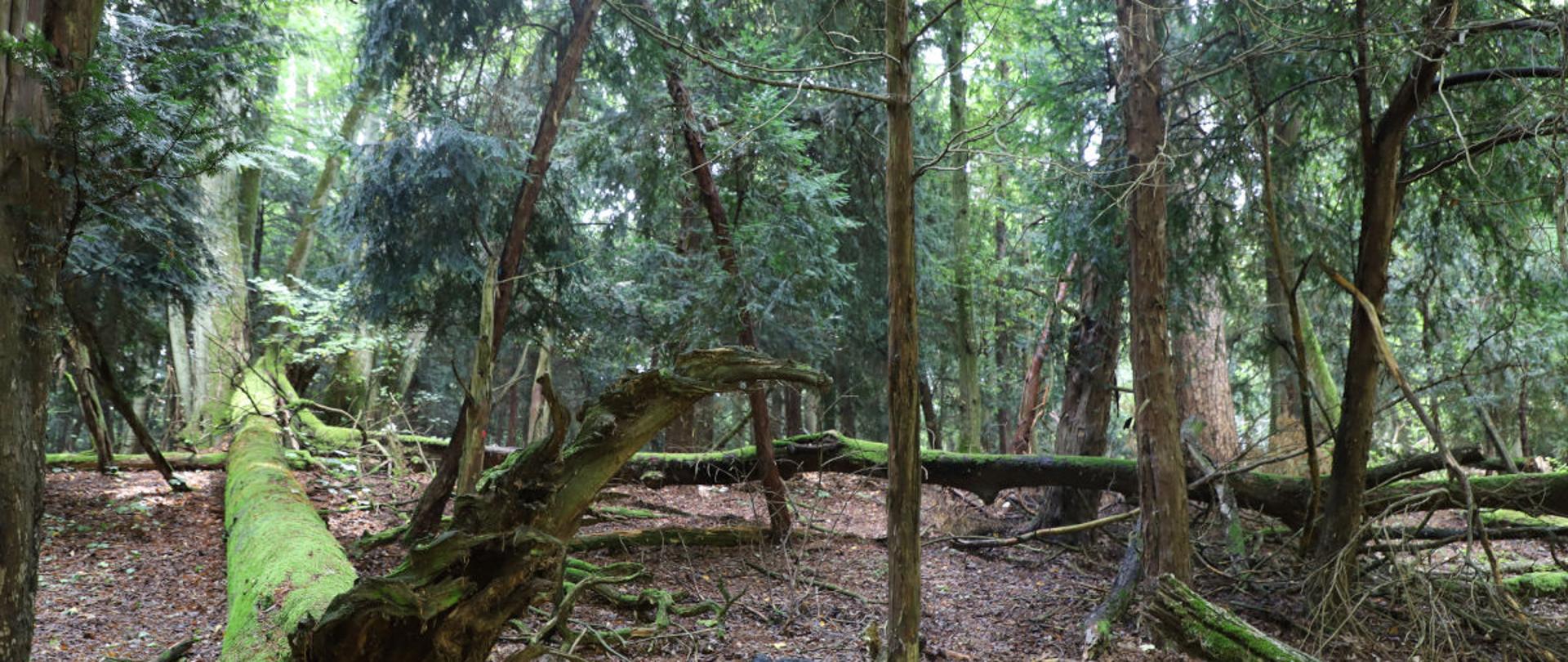 Na pierwszym planie przewrócone drzewa, w tle las.