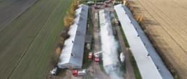 widok z góry płonącego kurnika z którego wydobywa się dym obok niego dwa kurniki nie objęte pożarem wokół palącego kurnika widać samochody strażackie po prawej i ,lewej stronie zabudowań pola uprawne