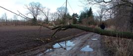 Powalone drzewo uszkodziło linię energetyczną w miejscowości Albertowsko