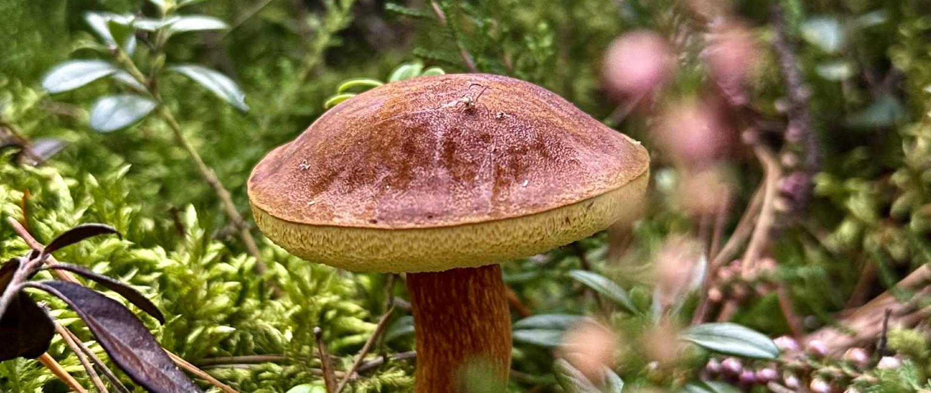 Podgrzybek, fot. Karolina Hunker RDOŚ w Bydgoszczy