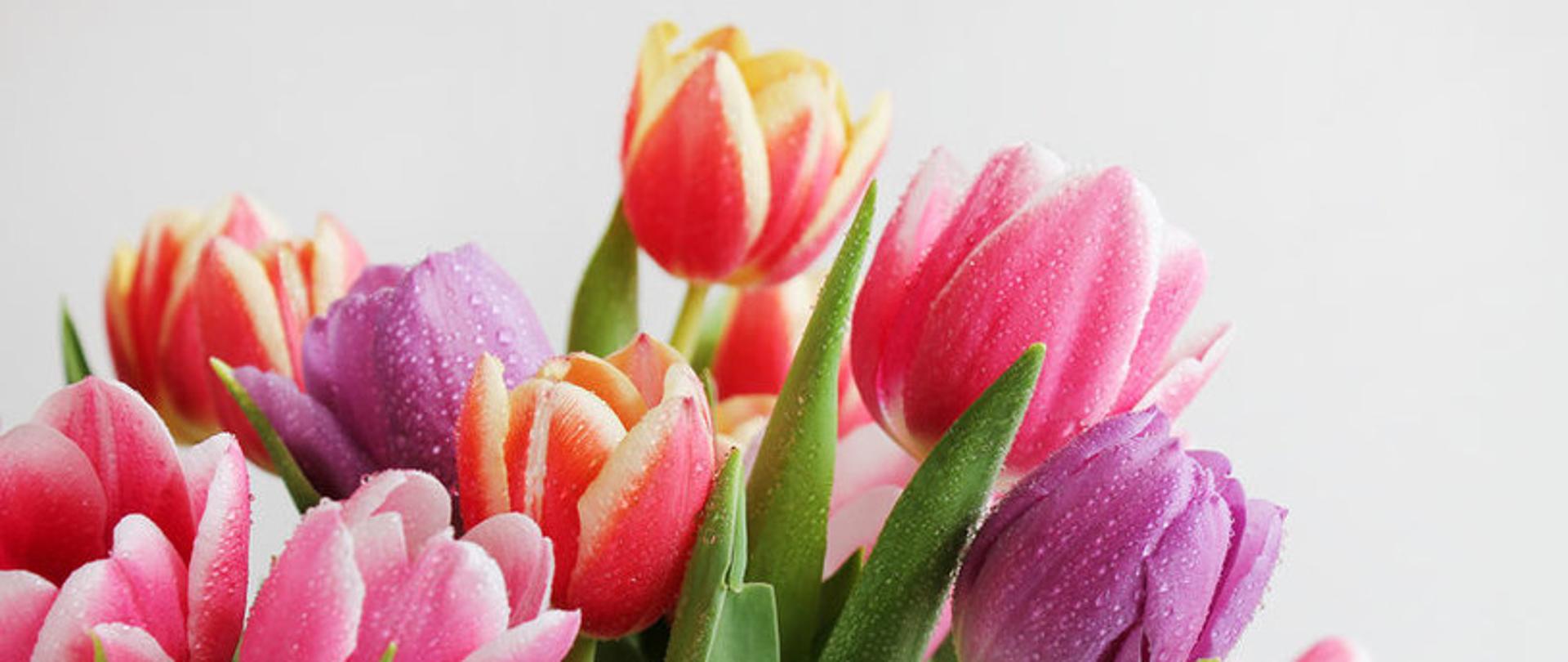 bukiet tulipanów
