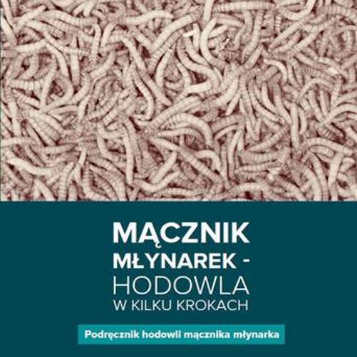 Mącznik młynarek-hodowla w kilku krokach