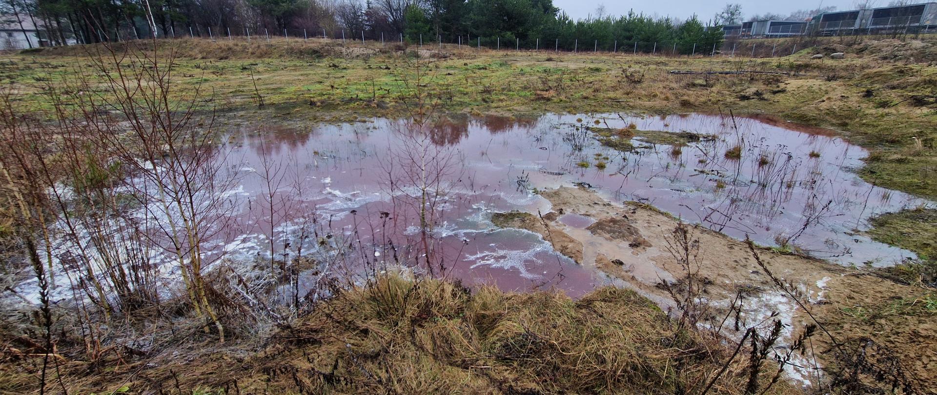 Rozlewisko śródpolne zanieczyszczone ściekami o barwie czerwonej. W tle drzewa.
