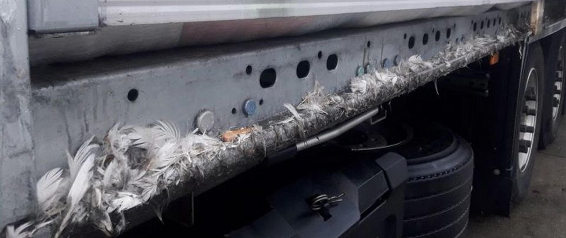 Bok naczepy samochodu ciężarowego, ze szczelin wystaje pierze i pióra.