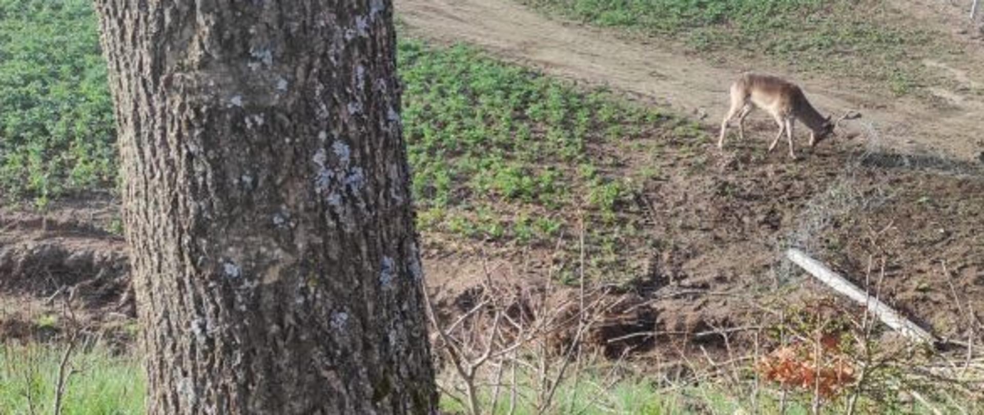 Z lewej strony zdjęcia widać duży konar stojącego drzewa. Zamyka on kadr od lewej strony. Dalej w oddali za drzewem widać małego daniela zaplątanego porożem w siatkę. Zdjęcie wykonane w dzień. Kolory wiosenne.