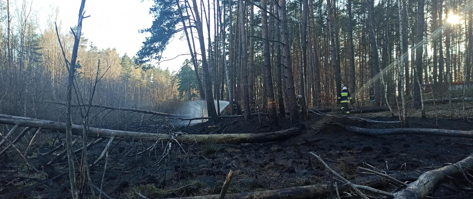 Zdjęcie przedstawia pożar lasu w m. Mostno