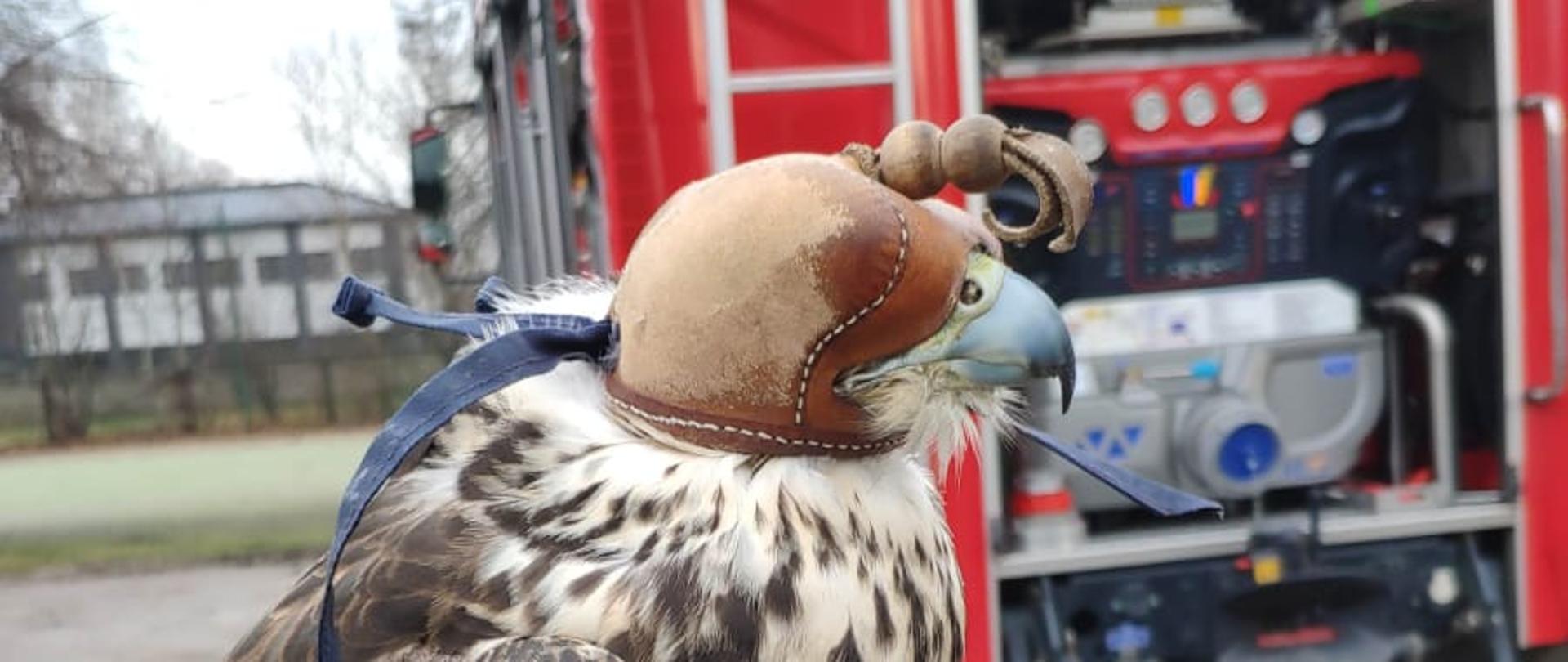 Na przedramieniu człowieka siedzi ptak - jastrząb z założoną na oczy przepaską. Za nim znajduje się samochód strażacki.