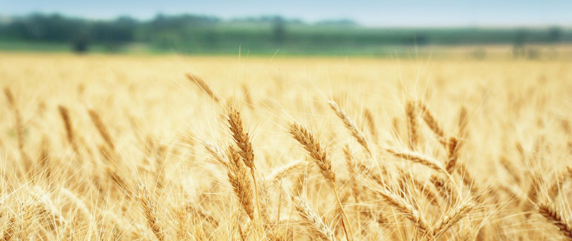 Yellow grain ready for harvest growing in a farm field