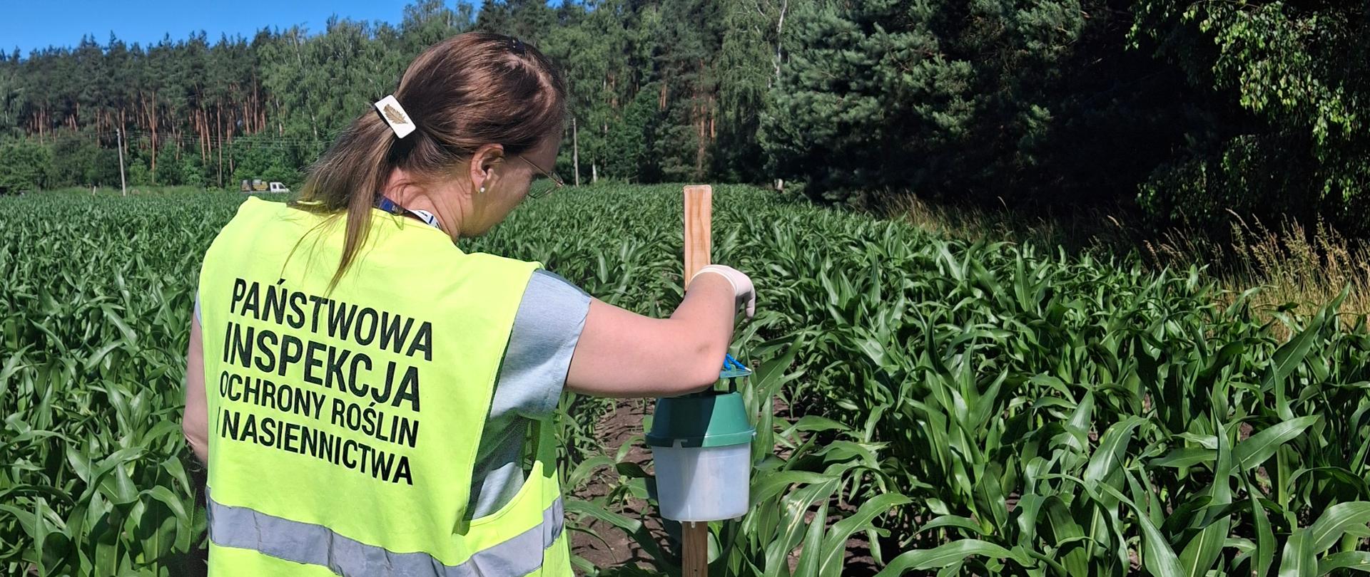 Monitoring agrofagów kwarantannowych z wykorzystaniem pułapek feromonowych