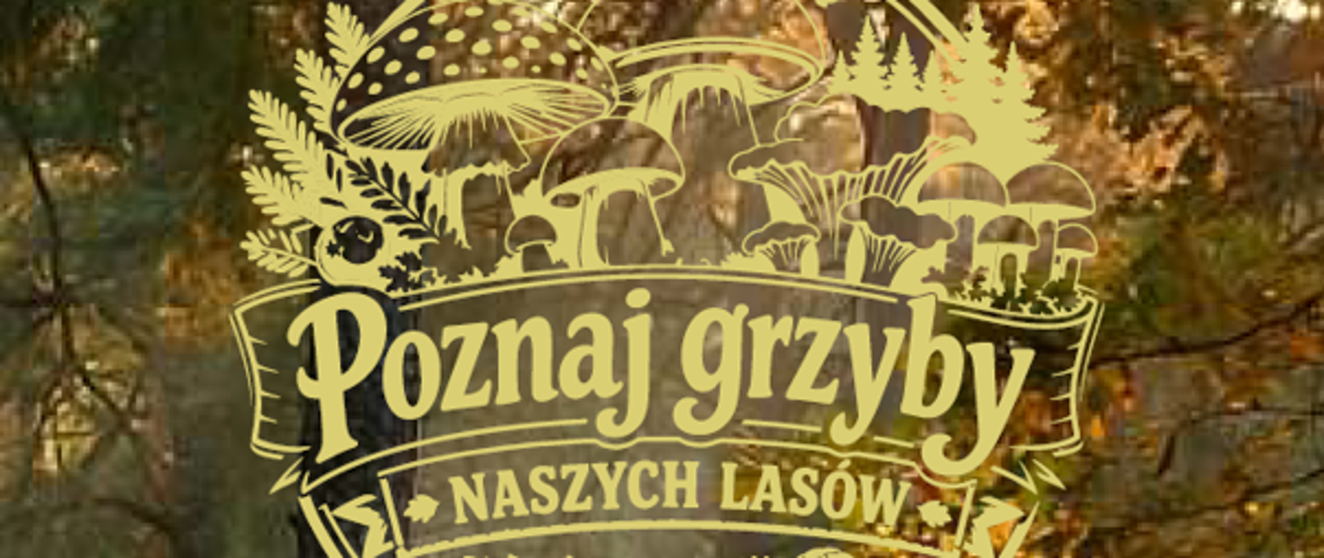 Poznaj grzyby naszych lasów