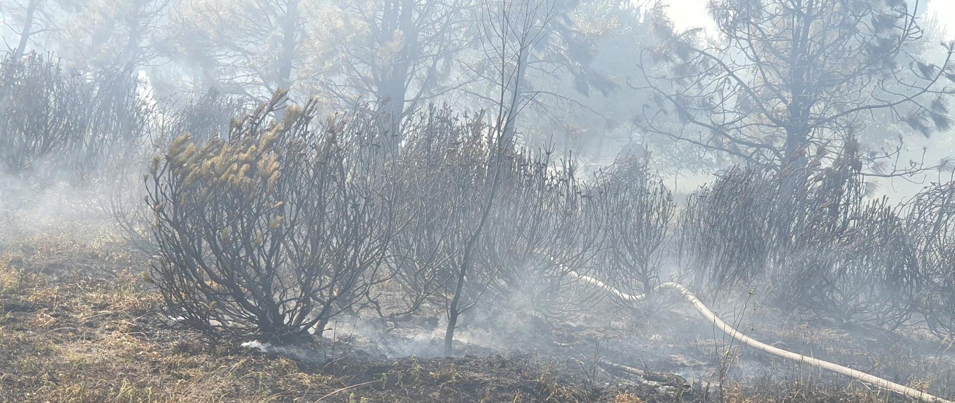 Widać spalone krzewy, jest dym