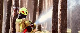 Strażak w piaskowym mundurze bojowym z napisem „OCHOTNICZA STRAŻ POŻARNA” na plecach oraz w żółtym hełmie stoi bokiem w sosnowym lesie. Trzyma w dłoniach prądownicę podłączoną do czerwonego węża gaśniczego i kieruje mocny, rozproszony strumień wody w prałą stronę, pomiędzy pnie drzew. Wokół widać poszycie leśne z mchem, a na jednym z drzew po lewej stronie przywiązana jest biało-czerwona taśma ostrzegawcza.