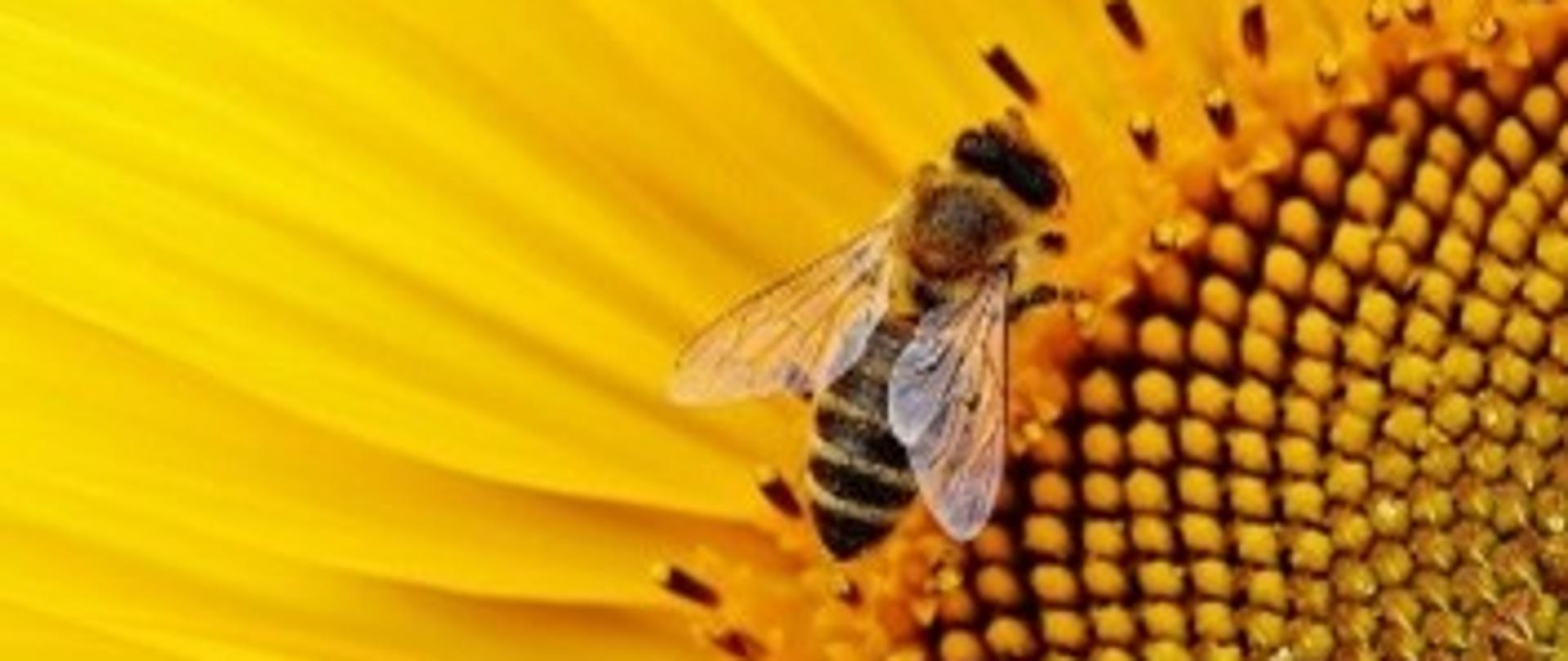 Wielki Dzień Pszczół